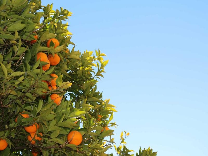 طاولة كونسول "دارا" المذهبة