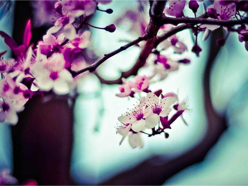 كنبة زاوية "أصفهان" الكلاسيكية